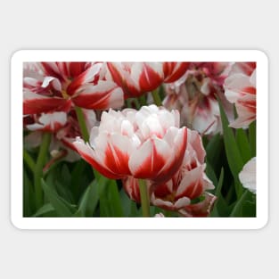 tulips Sticker